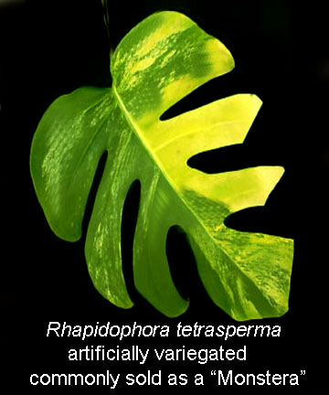 Rhaphidophora tetrasperma, Rhaphidophora tetrasperma Hook.f